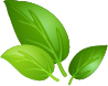 Eco leaf